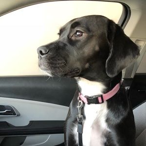 Meet your Posher, Elizabeth